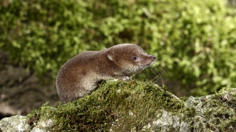 Common shrew, Sorex araneus, single animal, Midlands, August 2010