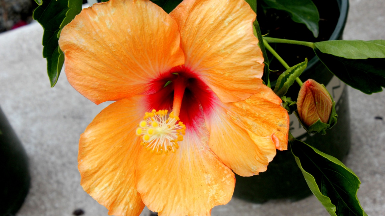 Cherie Hibiscus, Hibiscus rosa-sinensis `Cherie`, evergreen shrub with green foliage and bright, nearly fluorescent, golden yellow blooms all summer long. Well-suited to containers