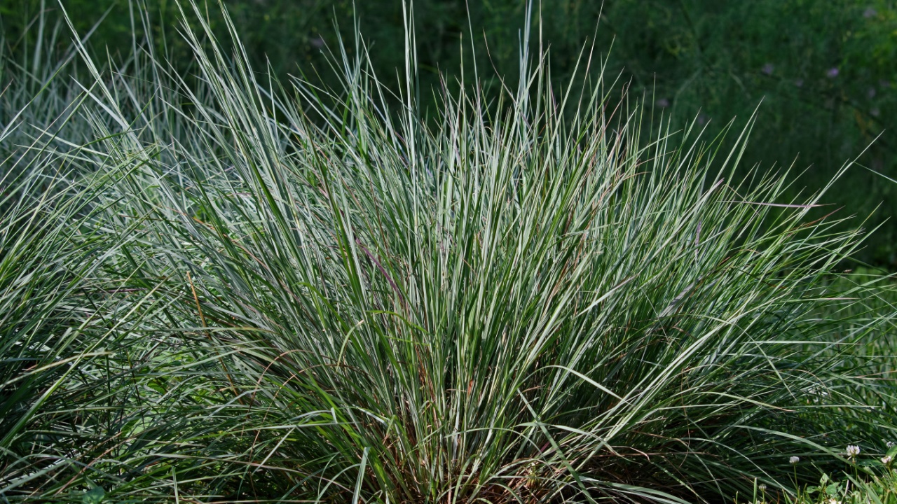 Little bluestem on a bright sunny summers day. Also known as Schizachyrium scoparium or beard grass, is a North American prairie grass native to most of the United States.