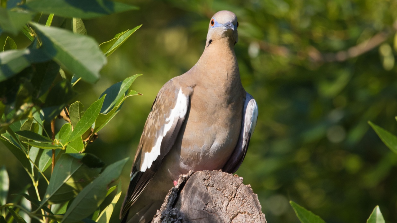 a mourning dove seems to be looking directly toward my camera but in reality its looking sideways