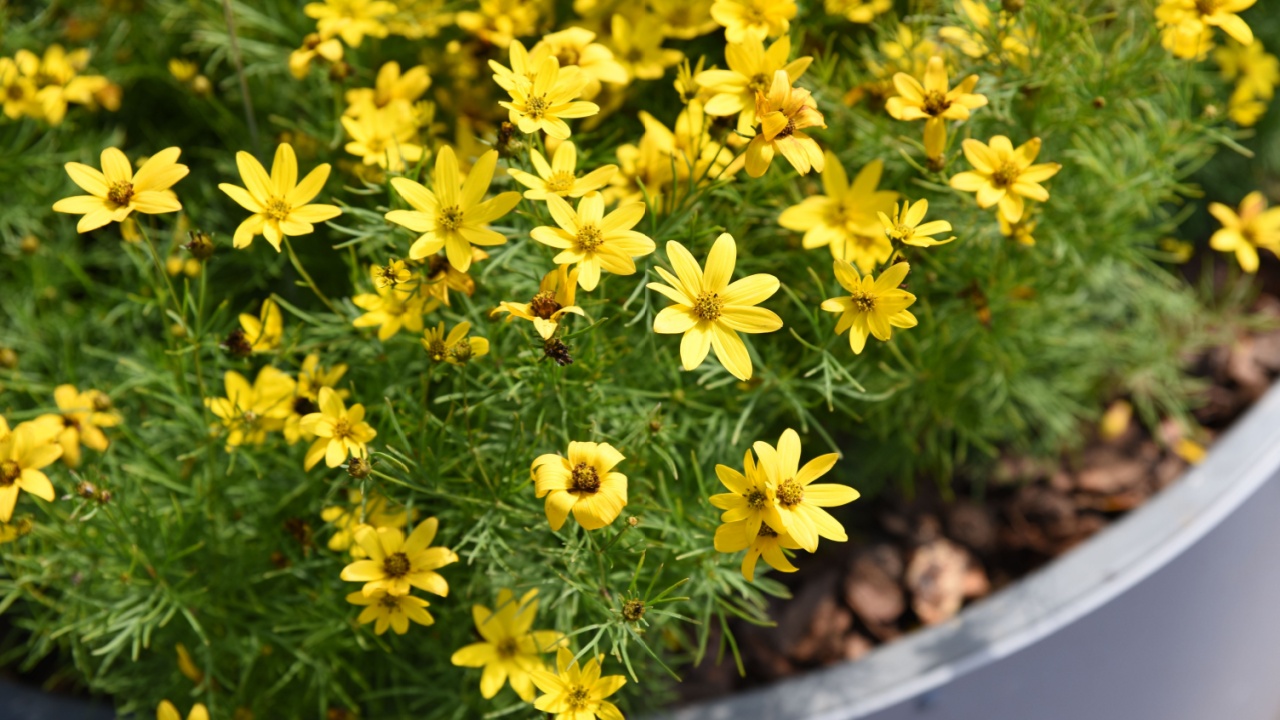 Coreopsis verticillata: coreopsis, small yellow daisies in the garden in summer