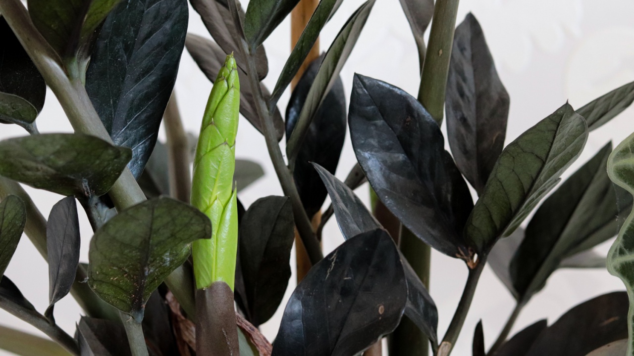 green and black leaves of "Zamioculcas zamiifolia raven black"