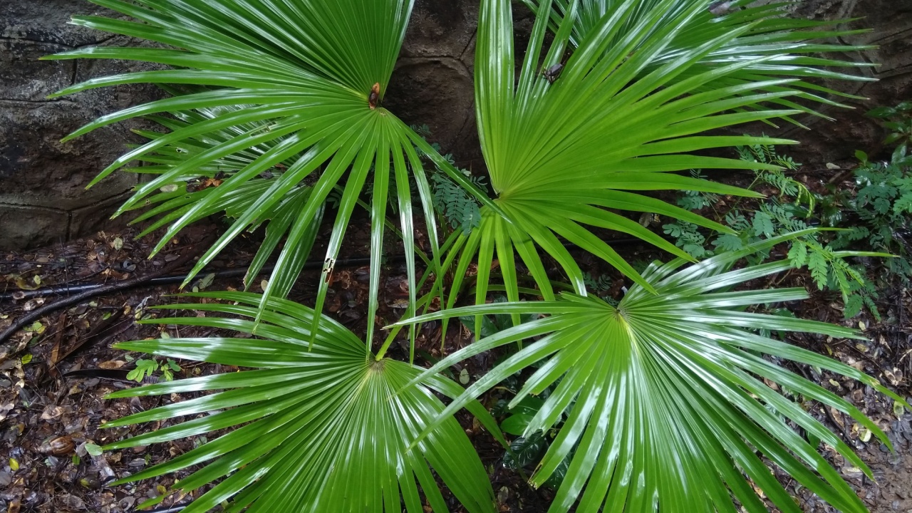 View of Livistona chinensis plant in the garden.