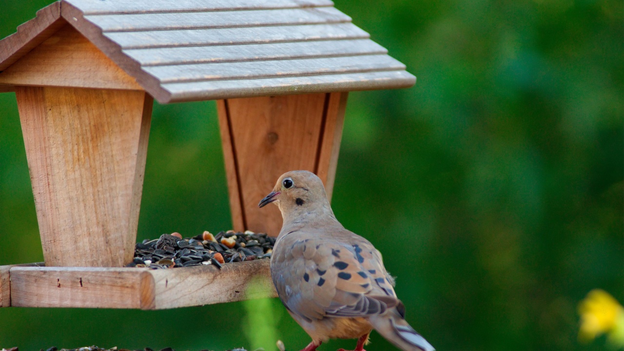 Mourning Dove (Zenaida Macroura) eating from a bird feeder