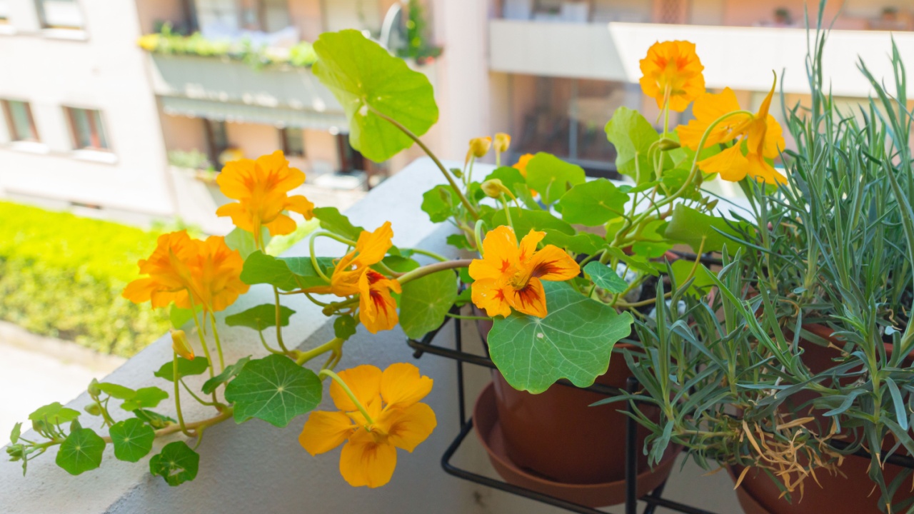 Healthy organic heirloom flowering nasturtium plant growing on a balcony on a sunny day. Edible bee-friendly herbs, flowers, fruits, and vegetables for urban gardening in Trento city in northern Italy