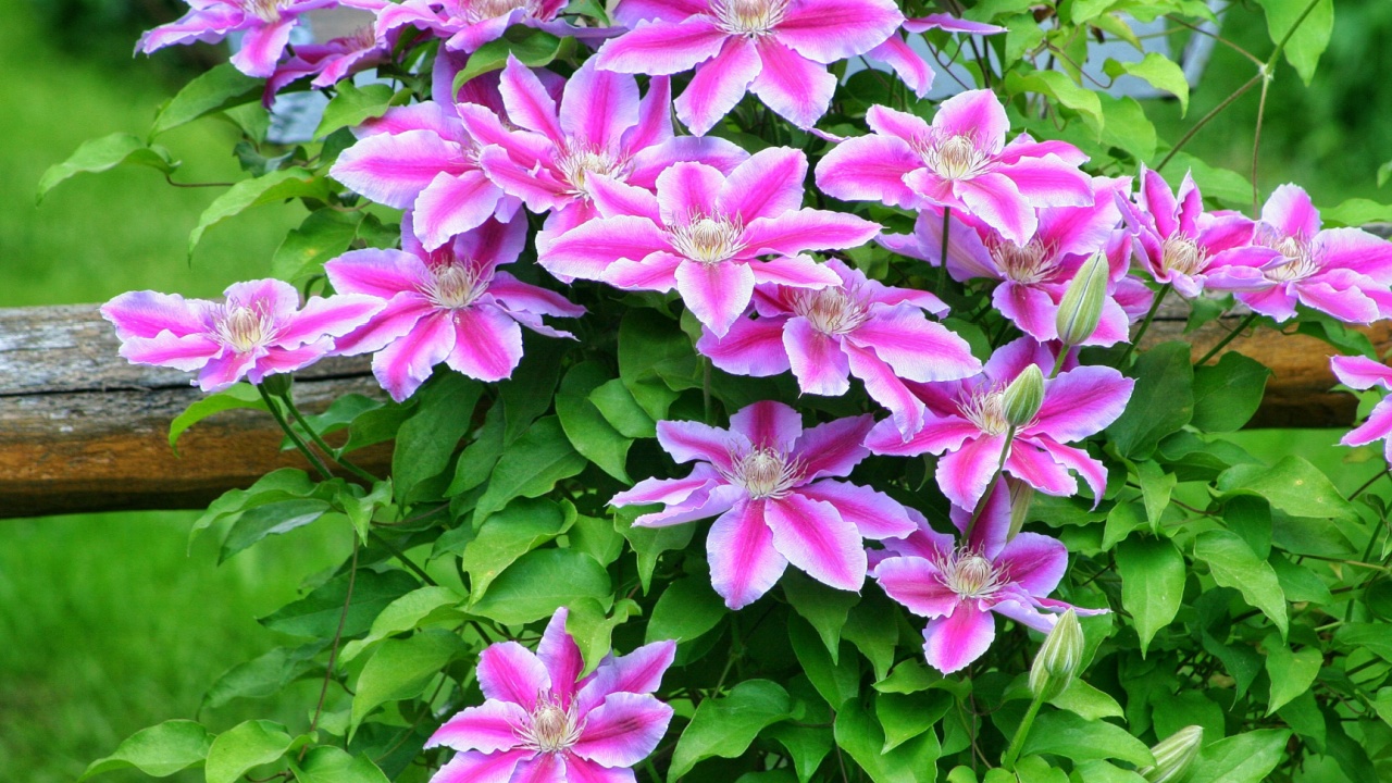 Flowers of perennial clematis vines in the garden. Beautiful clematis flowers near the house. Clematis climbs into the garden near the house