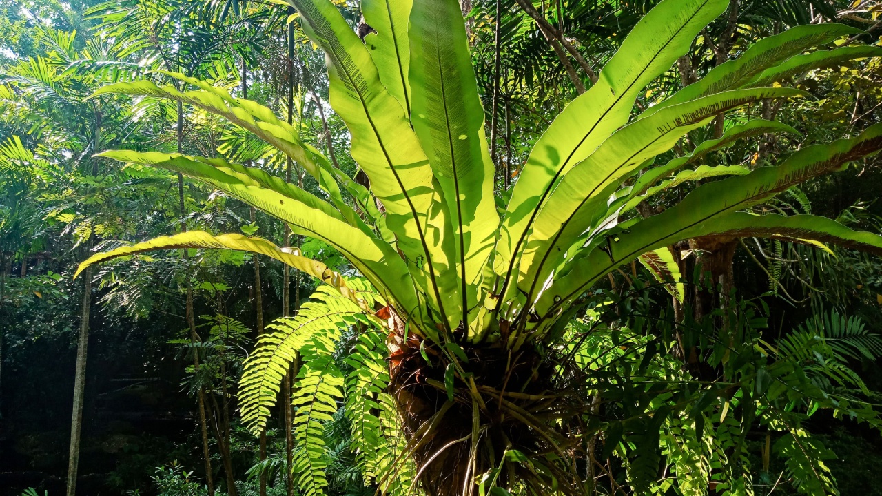 [Asplenium nidus] Bird's nest fern on tree
