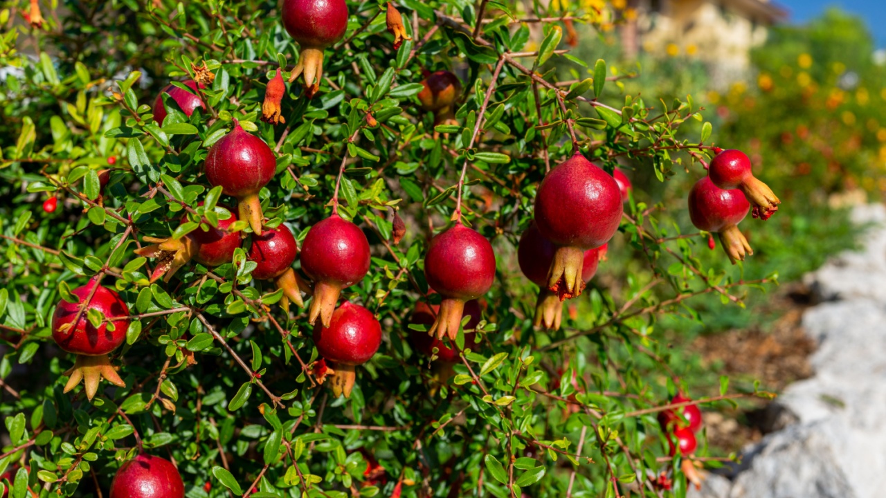 Beautiful Dwarf Pomegranate tree in Italy