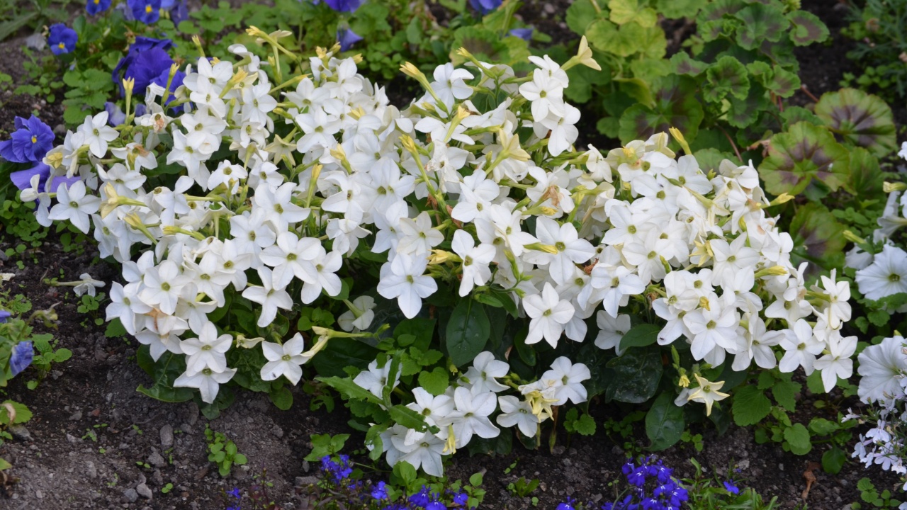 Many delicate white flowers of Nicotiana alata plant, commonly known as jasmine tobacco, sweet tobacco, winged tobacco, tanbaku or Persian tobacco, in a garden in a sunny summer day
