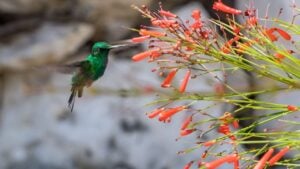 Emerald Humming Bird flying on flowers on the Caribbean Island of Curacao