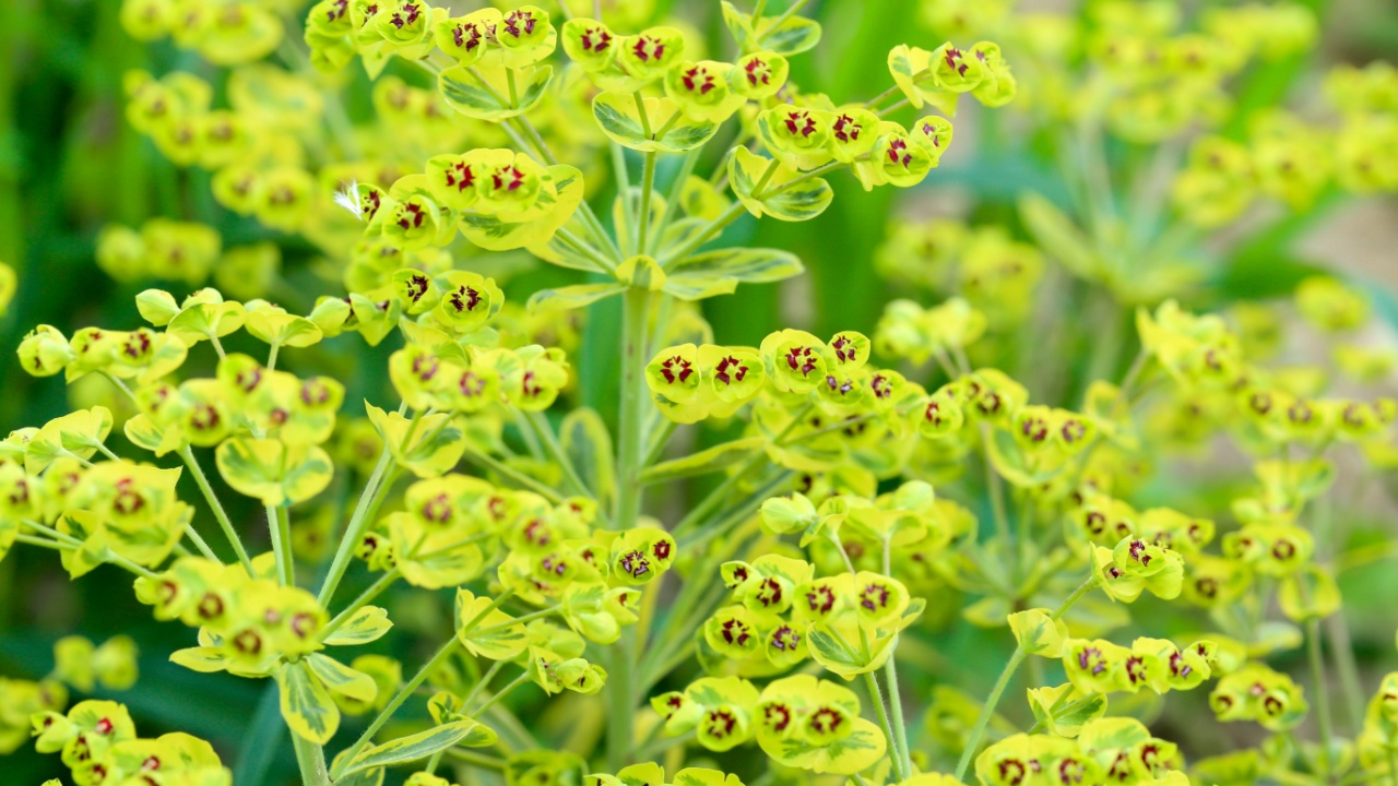 Ascot Rainbow Euphorbia, flowering spurge blooming in the backyard