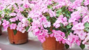 pink impatiens in potted, Busy Lizzie, scientific name Impatiens walleriana flowers also called Balsam, flowerbed of blossoms in pink