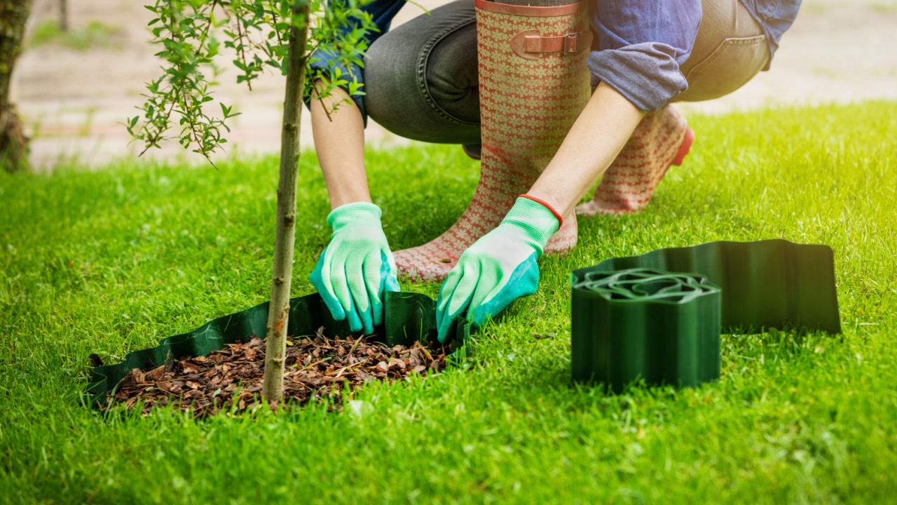 woman install plastic lawn edging around the tree in garden