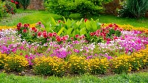 Low-growing herbaceous plants with beautiful delicate pink flowers. Landscape design.