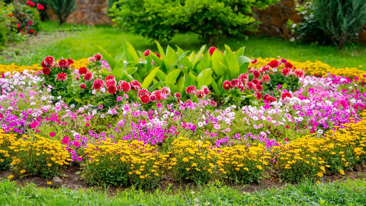 Low-growing herbaceous plants with beautiful delicate pink flowers. Landscape design.