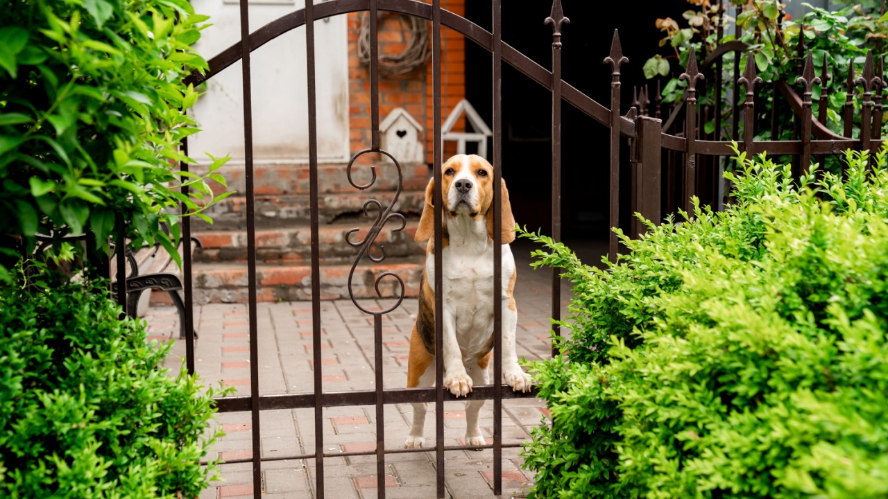 dog breeds Beagle the iron gate in the garden of a country house. pet.