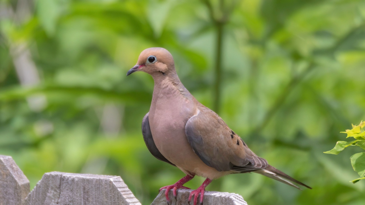 The mourning dove is a member of the dove family.The bird is also known as the American mourning dove or the rain dove.It is one of the most abundant and widespread of all North American birds.