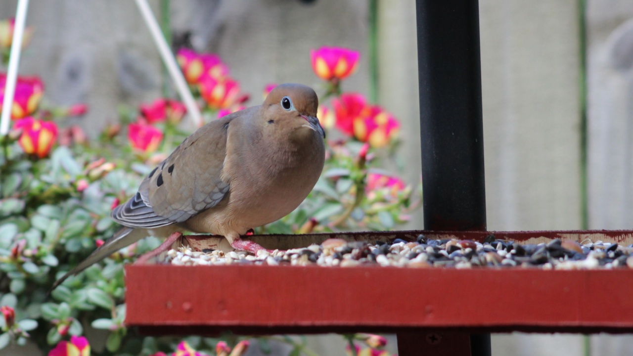 Mourning Dove Standing in Seed Tray with Portulaca Flowers and Wood Fence in Background