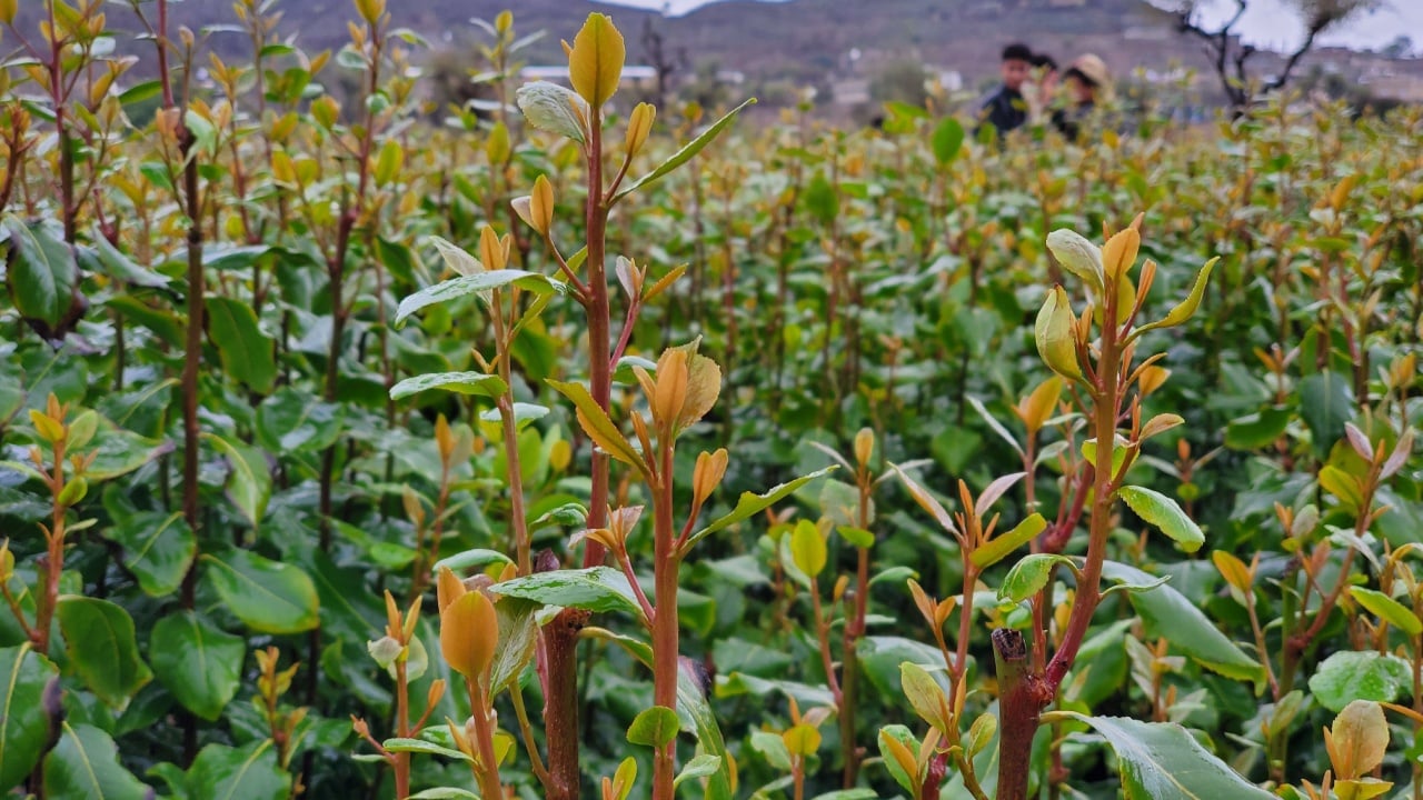 Photo directly from a Qat farm of Khat plants which used at horn Africa and Yemen 