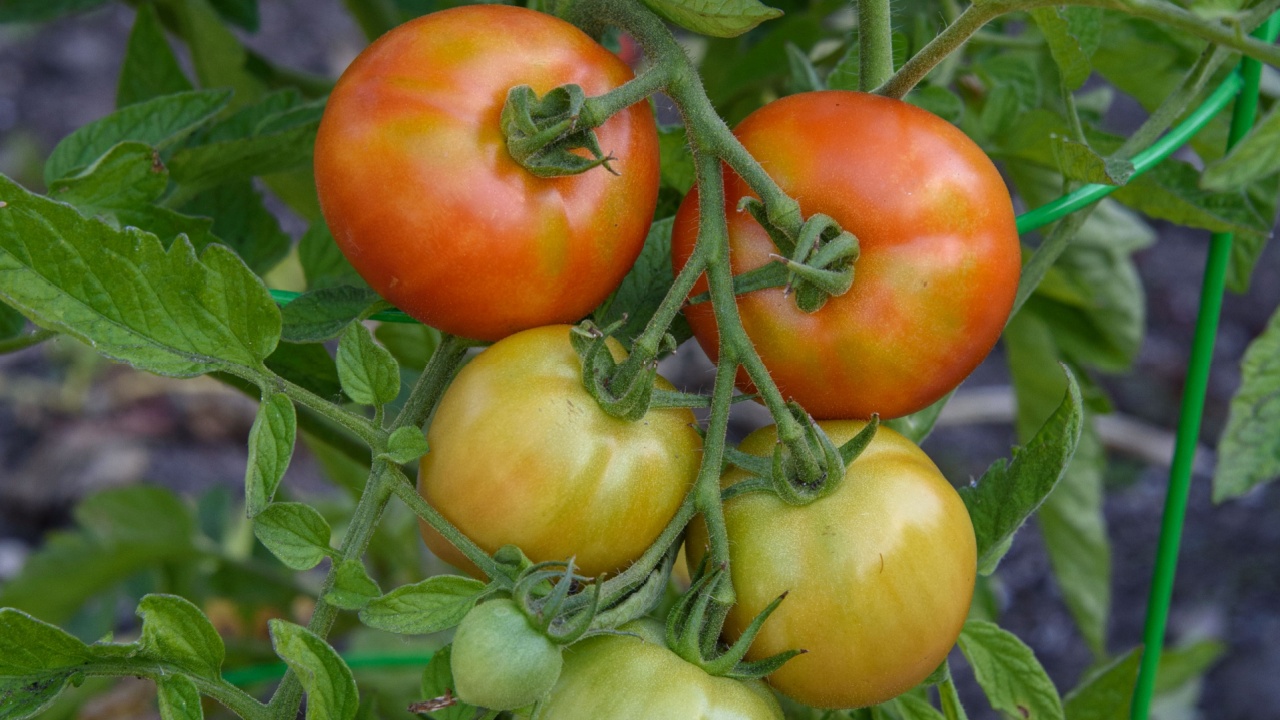 Closeup of 'Early Girl' tomatoes growing in a garden, both ripe and unripe