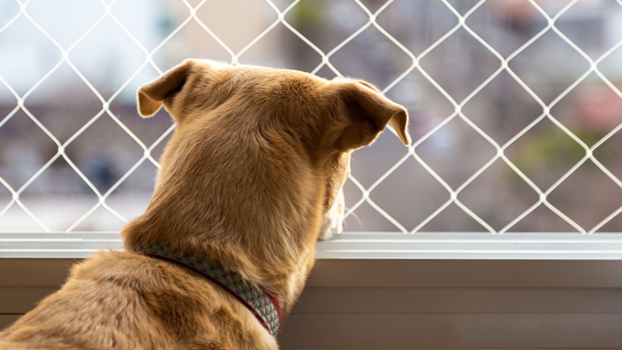Brown dog looking through a window with safety net. Home protection for pets