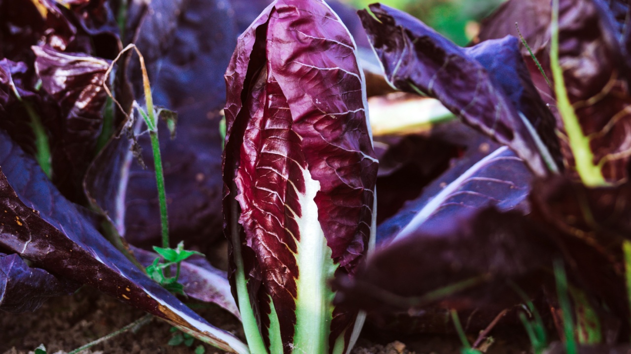 growing radicchio in the garden