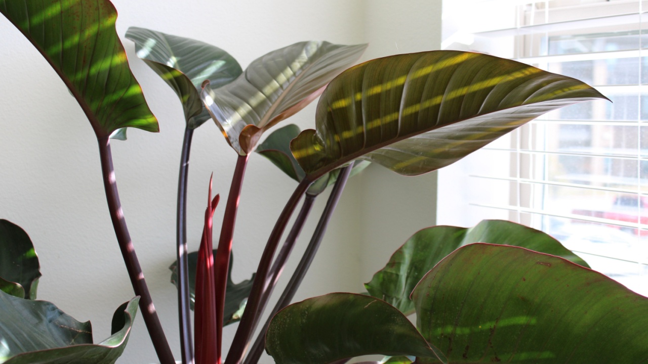 Philodendron Congo Rojo. Philodendron Red Congo. New leaf.