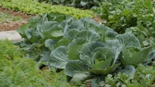 Growing organic green cabbages on field