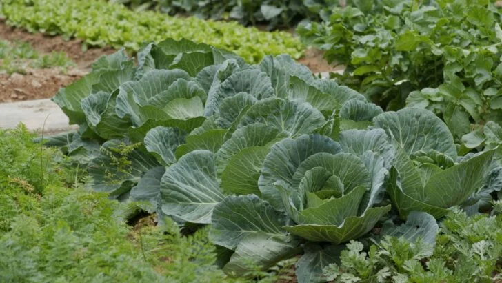 12 Companion Plants to Grow with Cabbage (And Which to Avoid)