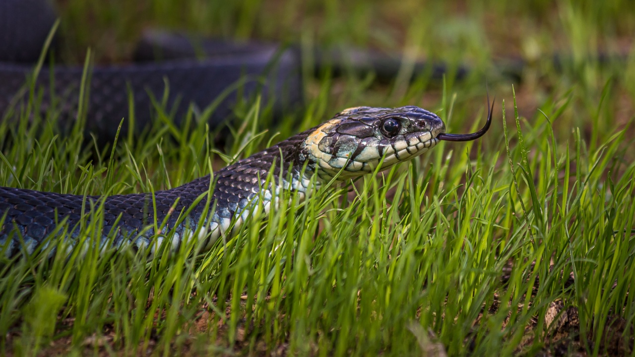 A non-venomous snake crawls in low green grass , sticking out its forked tongue. It's Natrix natrix (grass, ringed or water snake). It's often found near water and feeds on amphibians.