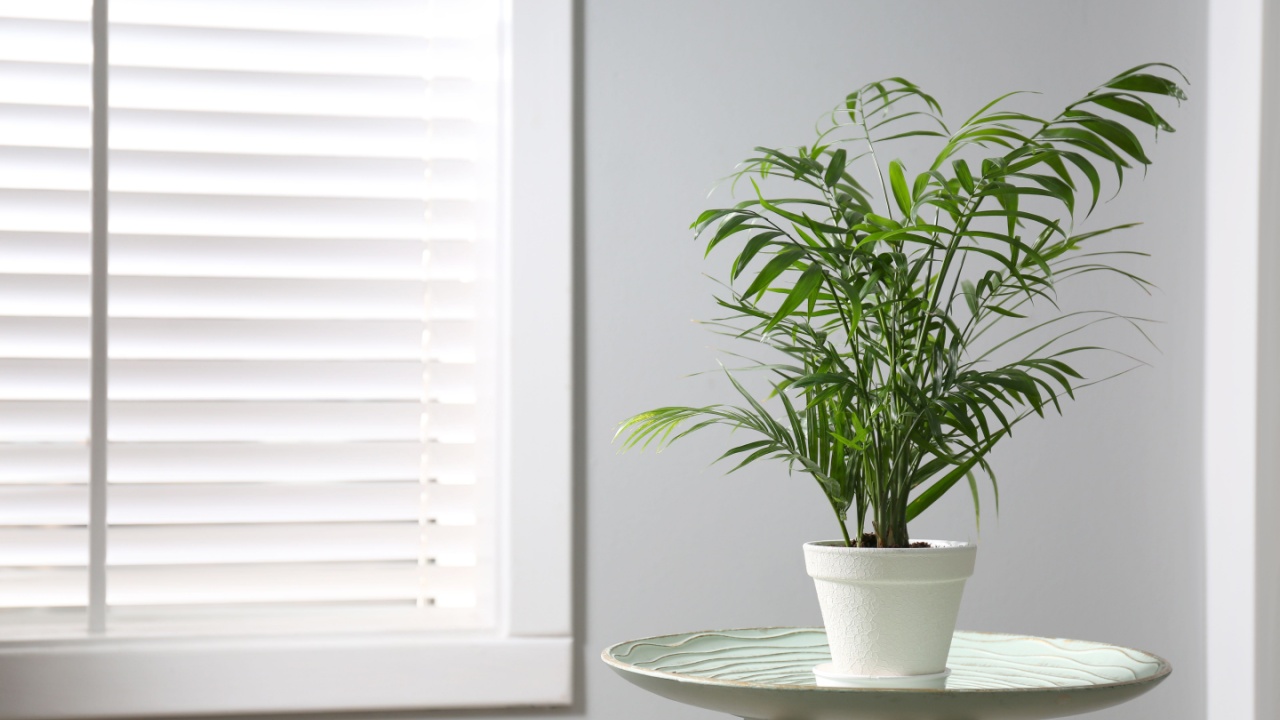 Beautiful Ravenea rivularis plant in pot on table indoors, space for text. House decor