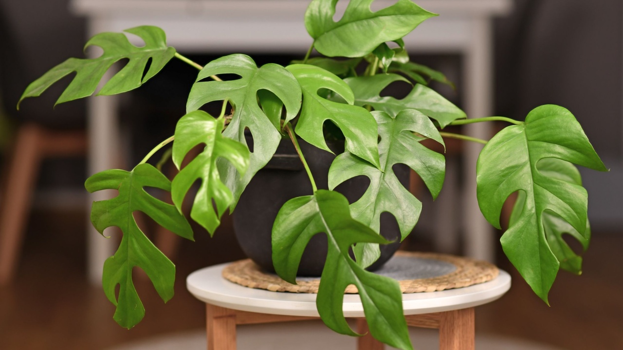 Tropical 'Rhaphidophora Tetrasperma' houseplant with small leaves with holes in black flower pot on coffee table