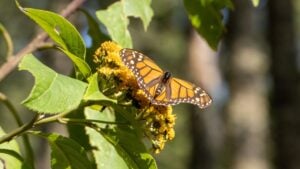 Monarch Butterfly on Yellow Flower