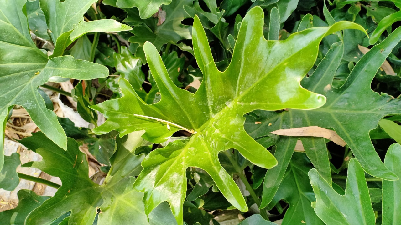 Thaumatophyllum bipinnatifidum (lacy tree philodendron, selloum or horsehead philodendron) plants in the park