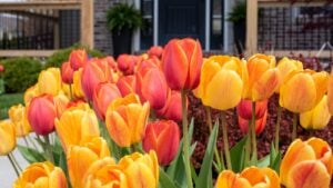 Tulips growing in the front yard of a brick single family home