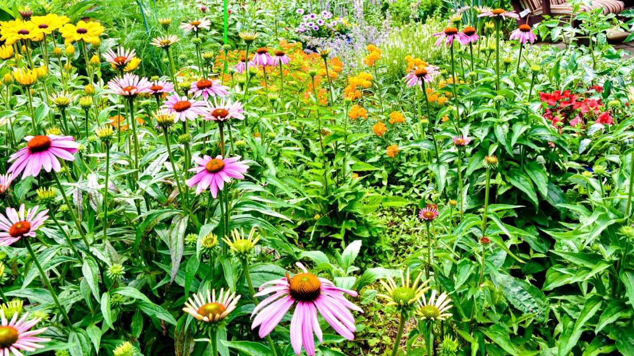 A colorful backyard pollinator garden. Long Island, New York.