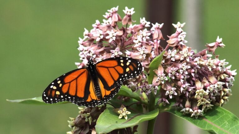 monarch butterfly on common milkweed plant