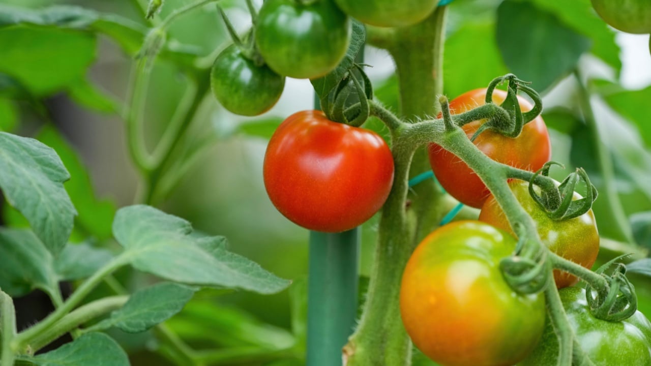 Tomato that has begun to ripen deliciously