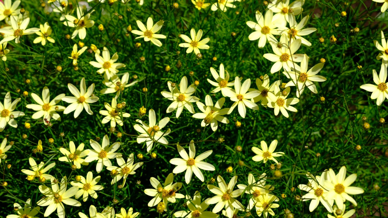 Abundant and lovely pale yellow flowers of a tickseed (Coreopsis verticillata ‘Moonbeam’) in a Glebe garden, Ottawa, Ontario, Canada.