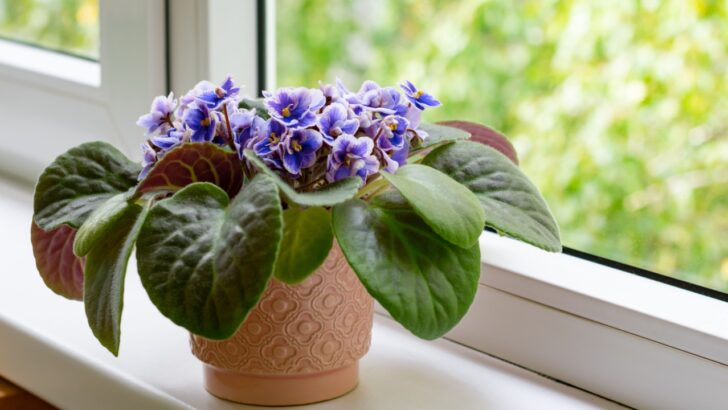 20 Houseplants to Add Fun Personality to Your Home