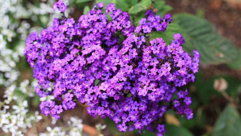 22 Great Smelling Plants Every Garden Needs