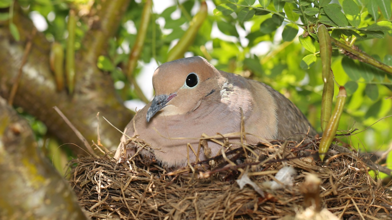 A cute mourning dove in a nest
