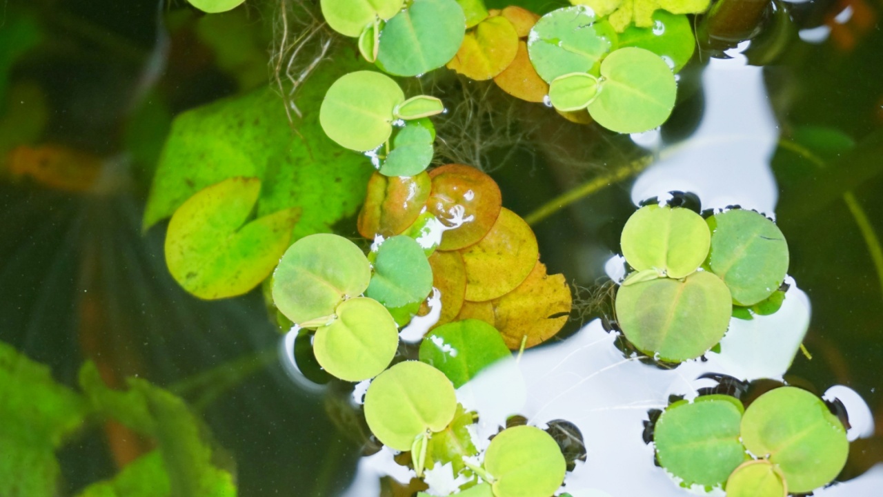 Red Root Floater, Phyllanthus fluitans is aquatic floating plant 