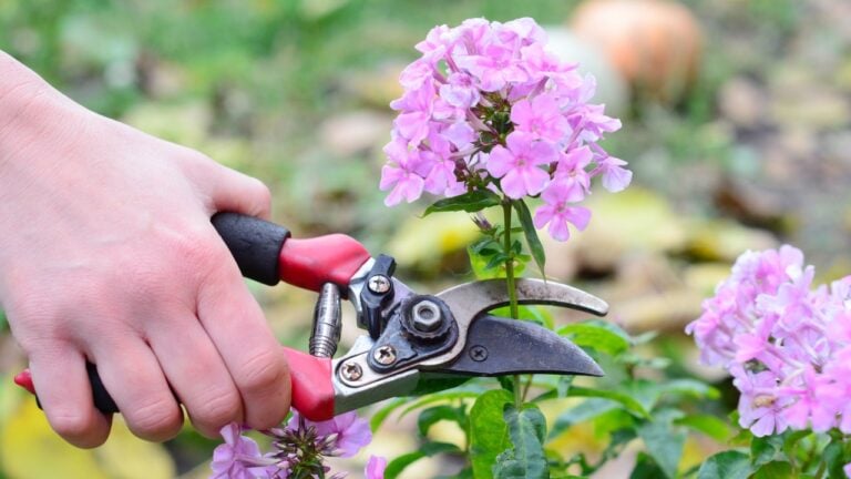 Growing a panicled tall phlox in the garden. A gardener is deadheading a pink phlox paniculata to extend the bloom season and have more phlox flowers.