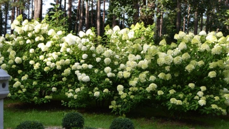 5 Panicle Hydrangeas That&rsquo;ll Look Great in the Garden