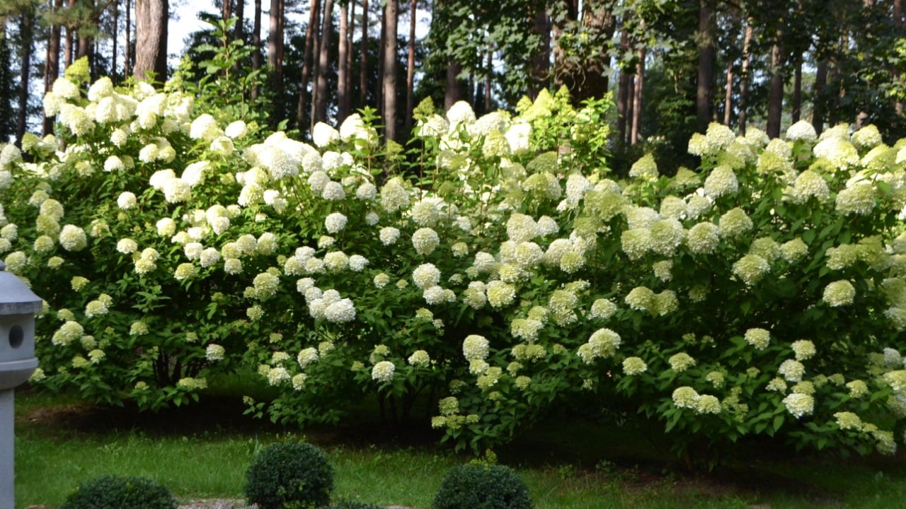 Flowering panicled hydrangea 'Limelight' (Hydrangea paniculata)