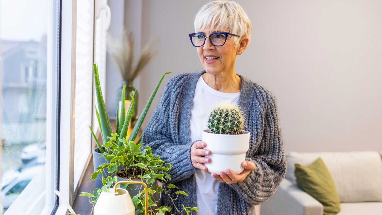 Caring for potted plants. Beautiful mature woman at home in casual clothes. Woman Caring for House Plant. Woman Taking Care of Plants at Her Home Portrait of Elderly Woman Gardening at Home.