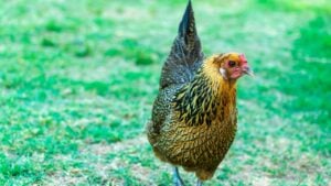 An Ameraucana hen chicken on green grass.