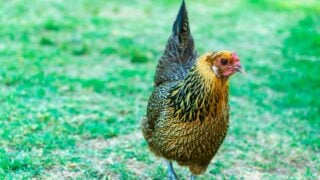 An Ameraucana hen chicken on green grass.
