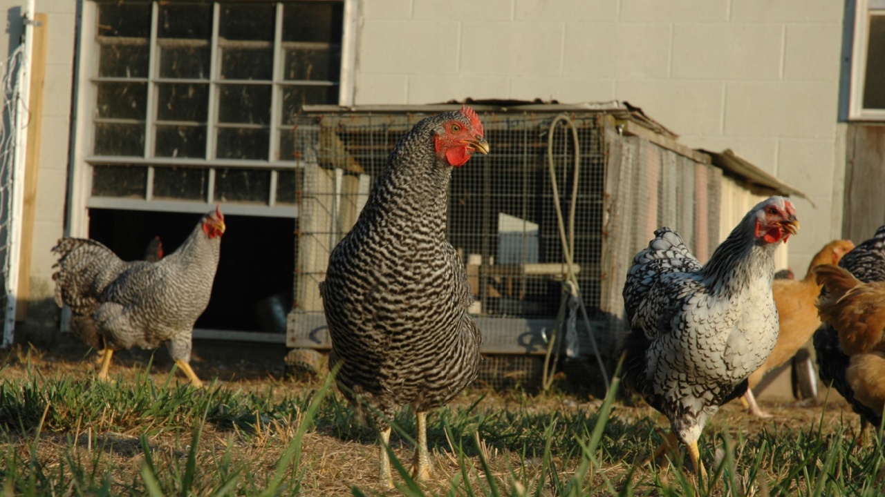 heritage breed chickens and rooster in coop